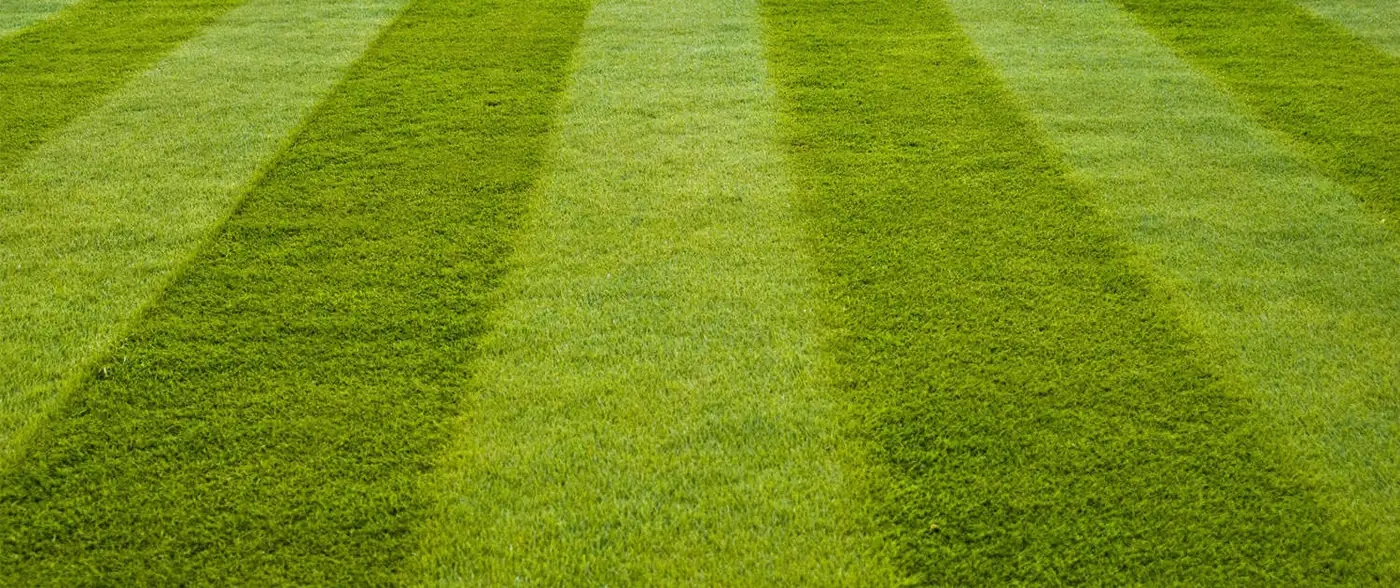 Lawns and artificial grass Beautiful lawn with stripes