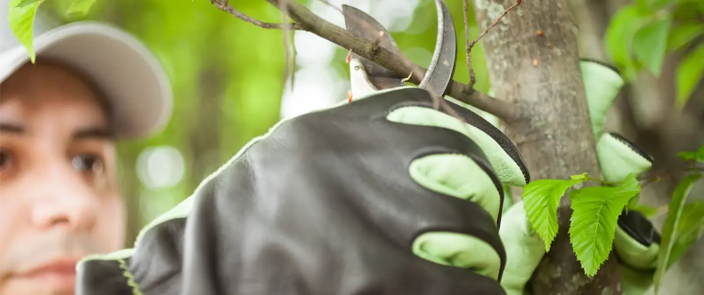grounds maintenance R Lugg tree pruning and care