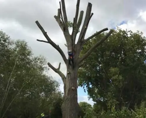 TreeworkGloucestershire R lugg landscaping and gardening Tree surgery